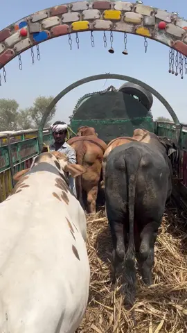 #foryou #KashanChhipaCattleFarm 