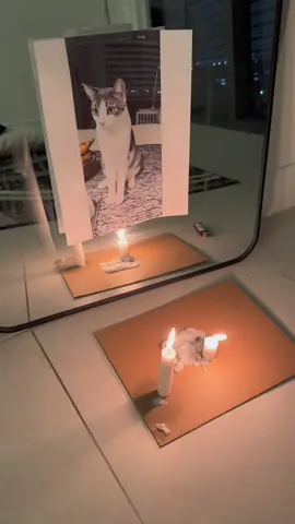 Replying to @Mari  Buscando a nuestro gatito perdido ❤️🐱