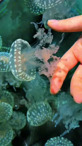 Beautiful jellyfish #fyp #jellyfish 