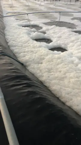 Sáng raa thấy vậy êm rồi. 🥰🥰🥰 #hocnuoitomthe#hocj #tomthe #xuhuong 