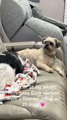 Gary LOVES Yoda 🥹🥹💗💗 #fosterdogsoftiktok #fosterdog #dogsoftiktok #foster #fosteringsaveslives 