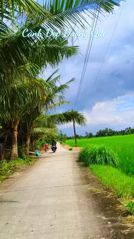 Con Đường Quê Hương Cánh Đồng Xanh Bát Ngát 📸🌾🌾🌳🌳#yeutiktok #xuhuong #chill #nguoimientay #Vietnam 