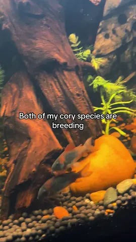 It’s pretty neat #corydoras #fishbreeding #fishtok #fishtanks 