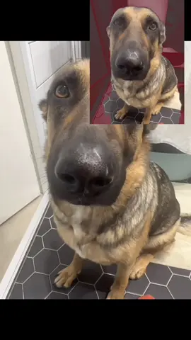 Mmhmmhmhh#dogwinning#tiktokmeme#meme41#cutedog