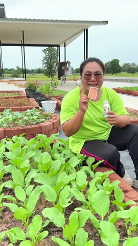 ใช้ผงดำและยาคาร่ากับพืชผัก  และดอกไม้เป็นประจำ  พืชผักเขียวโตเร็ว #มยุรีปลูกผัก #บ้านนอกของฉัน #เกษตรผสมผสาน #ผงดําเทพสถิตย์ #ยาคาร่าวัคซีนพืช 