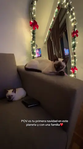 La primera navidad de mis dos bebés y haré que sea tan especial❤️✨.. #amorporlosgatos #siamesecat #gatitos #catloversworld #siames 