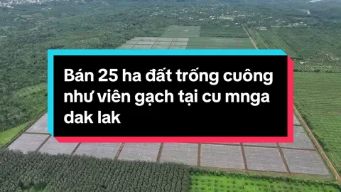 Bán 25ha đất trống vuông như viên gạch. Thế đất bằng phẳng , có 800m mặt tiền đường nhựa, 500m mặt tiền đường đất, cách tp buôn mê thuật chỉ 15km,sát khu dân cư. Lh ngay 0964,693,568 #datnongnghiepdaklak #sauriengdaklak #batdongsandaklak #datdobazan #datnongnghiepgiaredaklak #datdocumnga #sauriengtaynguyen #dattrongcafe #canmuadatdaklak #datdepdaklak #muadattrongsaurieng #muadat 
