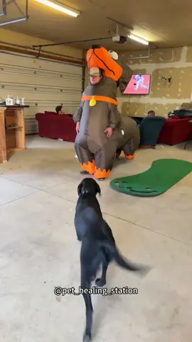 Dog and Halloween 🎃 .#dog #dogs #funny #pets #foryou #dogsoftiktok #animals #halloween 