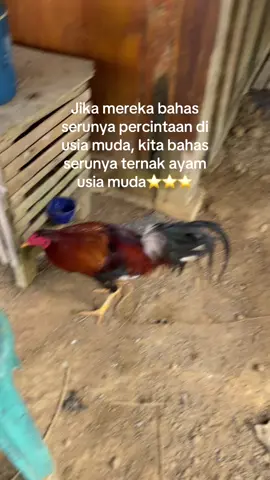 🔥#fyp #masukberanda #ayamfilipin🇵🇭 #foryoupage #zxycba 