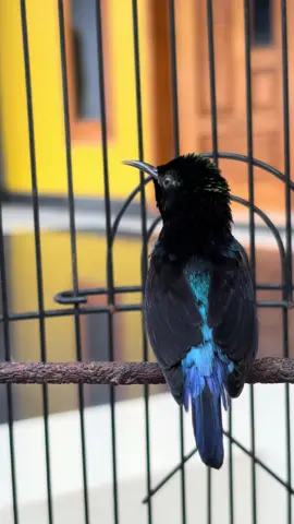 jemur dulu biar bulumu gak ngembang. salam #kicaumania #kolibrininjaindonesia #masteranmuraibatu 