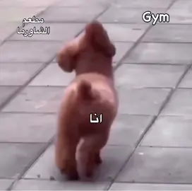 #fyp #explor #اكسبلور #الشعب_الصيني_ماله_حل😂😂 #ضحك 