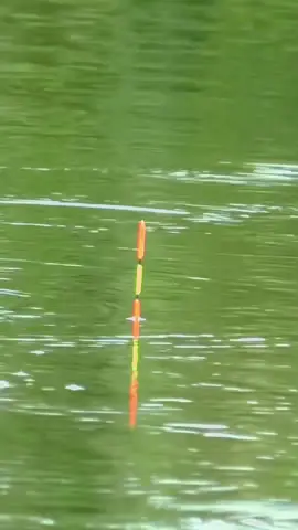 Phát này liệu có ăn mồm xịn xò không các bác #moicauquynhmai #cauca #fishing #moicauca #chepbonmua 