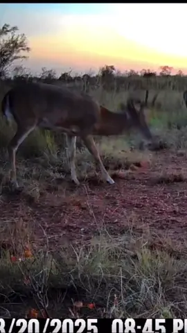 Name something better. I’ll wait…can’t wait to share this crazy hunt with yall! Sub to my YouTube//TheCadenMcDonald