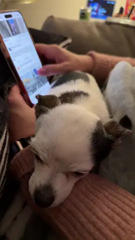 #olddogsoftiktok #daisythechihuahua #shehadanaccident #donttellmybusiness #douglasworldview 