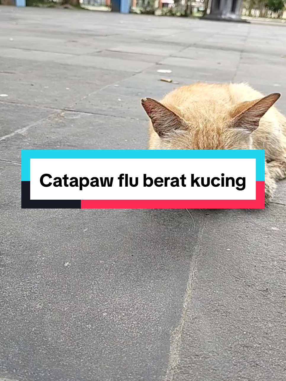 Kucing flu berat kasih aja obat flu berat dari catapaw merupakan solusi tepat untuk mengatasi flu berat pada kucing #kucingflu #obatkucingflu #obatflukucing #fluberat #catapaw 