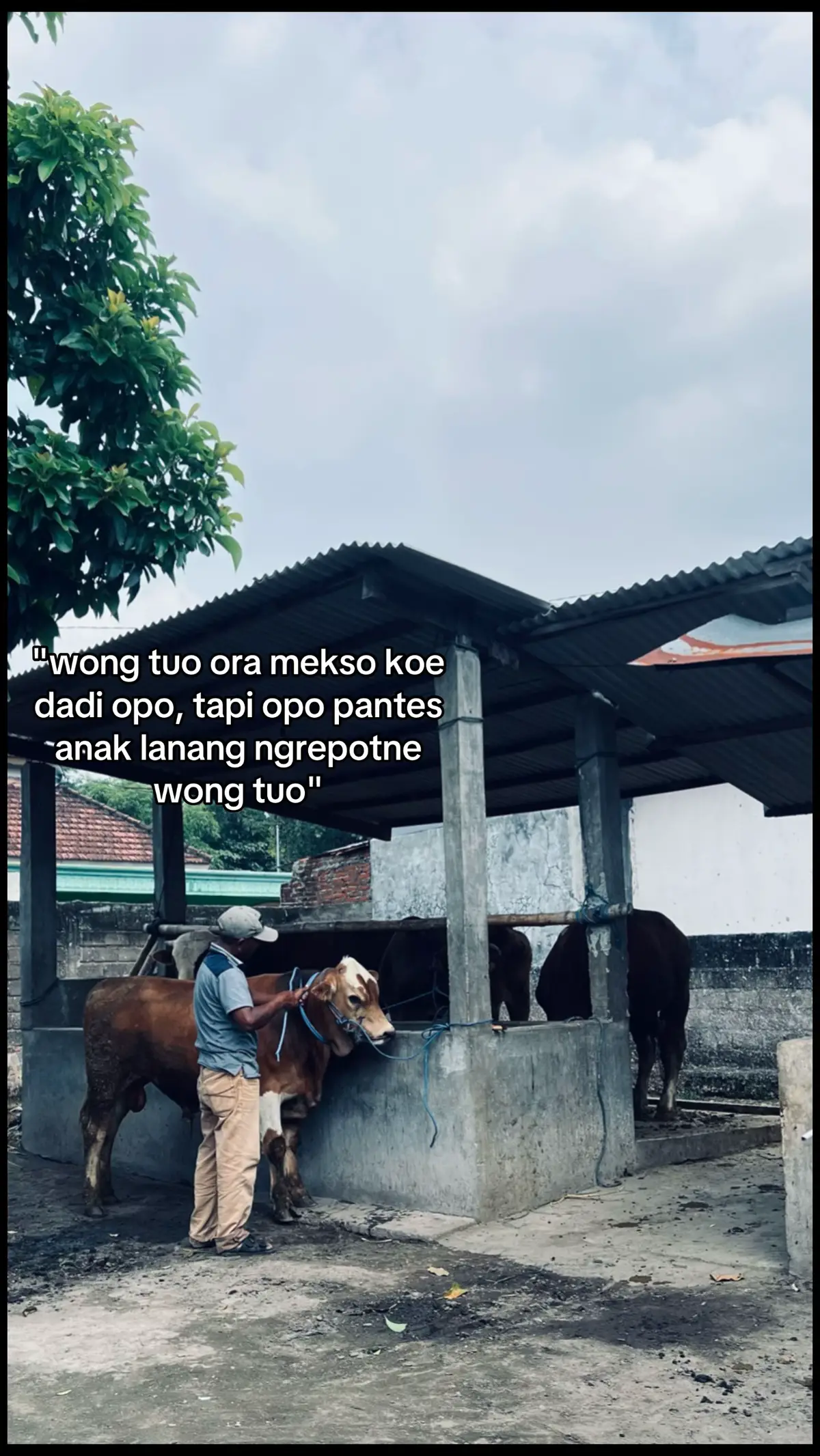 ☺️ #peternaksapiindonesia 