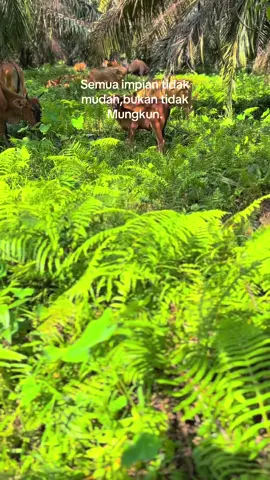 #fyppppppppppppppppppppppp #ternaksapi 