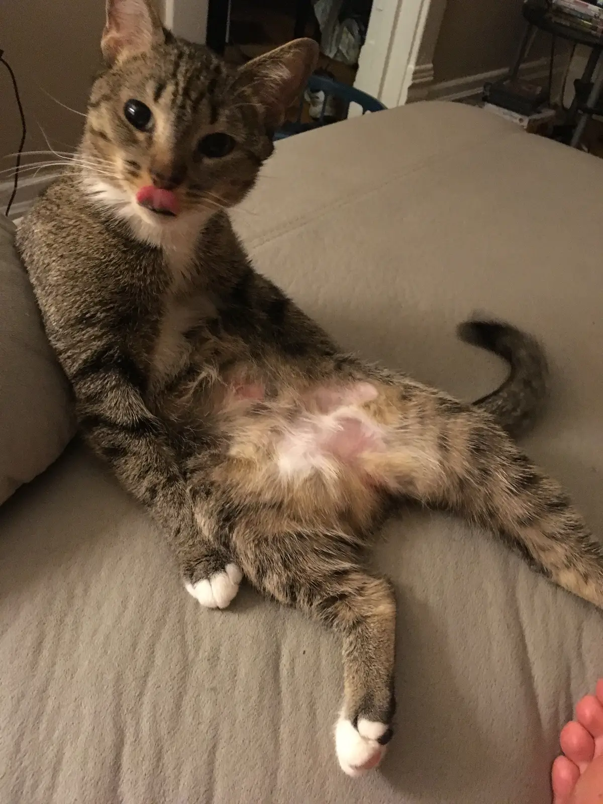 Chloe aka well known on TikTok as Lifeguard Kitty has always been special in her own way. Not only is she confident in her ability to save me from the evil bathwater but also apparently confident in her ability to pull a Tom Cat😂😂