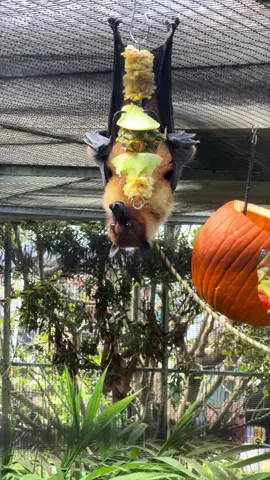 I love bats :) #fruitbat #bat #fyp 