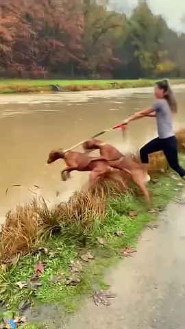 When I suddenly kissed the dog🤣🤣#dog#funnydog#fyp#digvideos#usa🇺🇸 