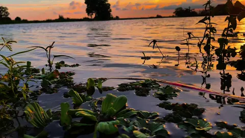 Sao em lại quên câu hứa mà em đi theo chồng rồi #canhdepmientay #binhyen #chill #quehuong #chilltayninh📸 