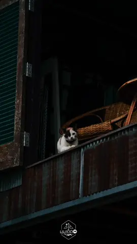 #CapCut #ที่พักน่าน #น่านน่าเที่ยว #ความสุขง่ายๆที่ร่างกายต้องการ #น่าน  ขอบคุณภาพสวยๆจาก@mumdethr 