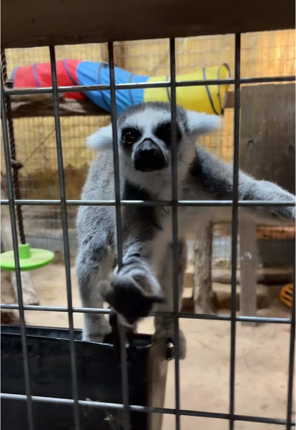 Replying to @EvilestDavid es I have some mean animals but not many! Most of my animals are sweet! 