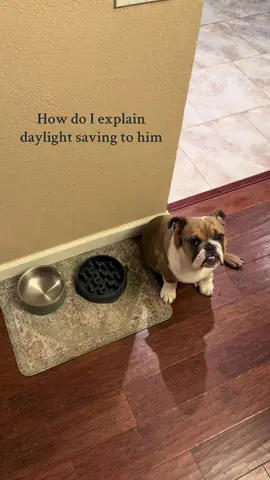 He’s so mistreated 😔 #englishbulldog #puppy #dogmom