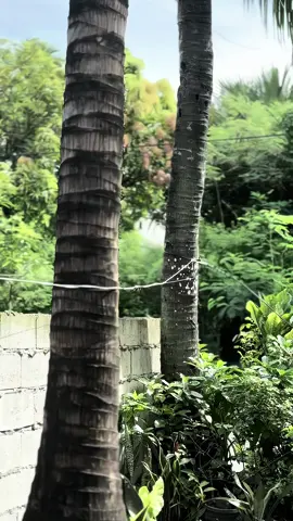 Hard Core 🥵 #tibss #static #hondaclick #vario #vario125 