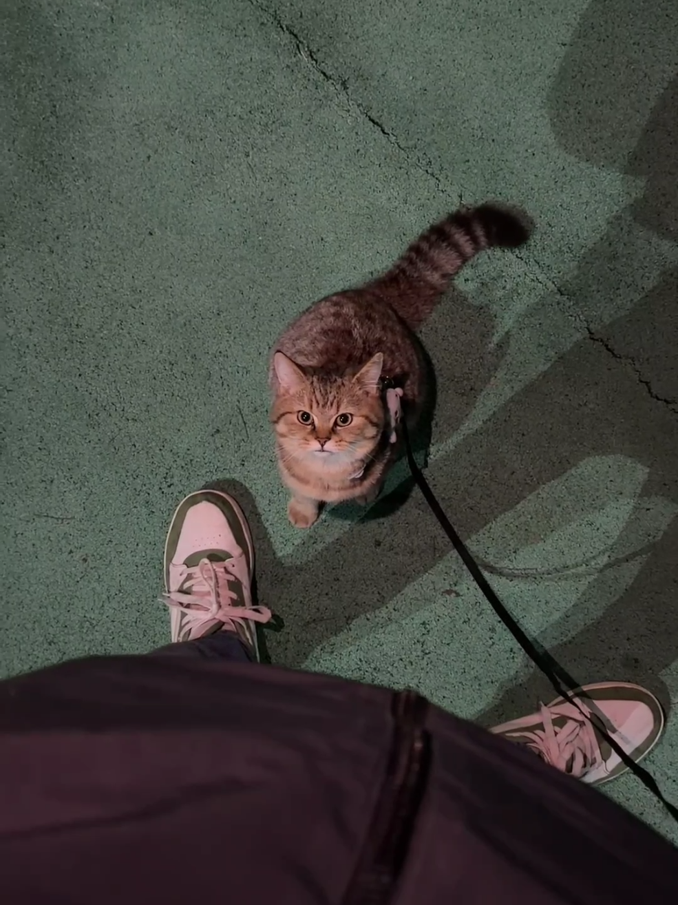 #rescue #catsoftiktok #cat #capcut #tiktok 