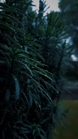 La Vida puede acabarse en cualquier momento, no sabes cual será tu última fotografía o tu última sonrisa.  por eso hay que aprovechar cada instante que Dios nos concede para vivir 🙏🏻✝️🥺 #CapCutMotivacional #Motivacional #reflexaododia #frases #paratiiiiiiiiiiiiiiiiiiiiiiiiiiiiiii @#foryou @FRASES Y REFLEXIONES @CapCut 