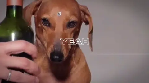 #amominhapequena❤ #guifonsca #estrelinha🖤 #dirce #entregameusvideostiktok @Gui Fonseca 