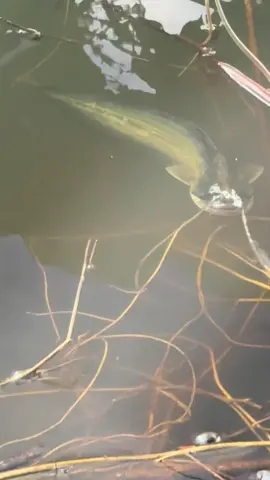 นายลอยแบบนี้ นายอยู่มาได้ยังไง