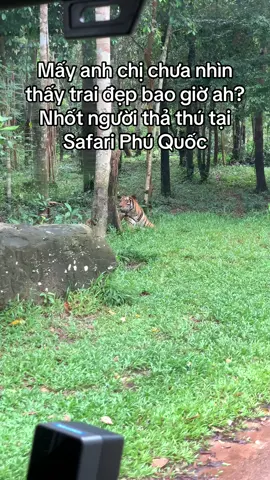 Nhốt người thả thú tại Safari Phú Quốc #GreenCreator #VinWonders #dulich 