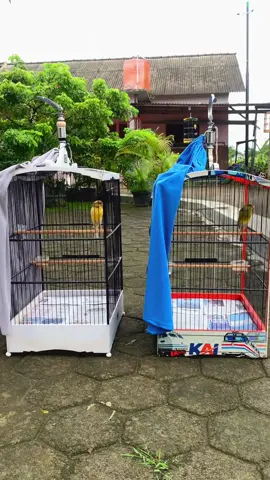 ☕️ #kenarimaniaindonesia  #kenarimania  #ternakkenaripemula  #ternakkenari  #fypシ 