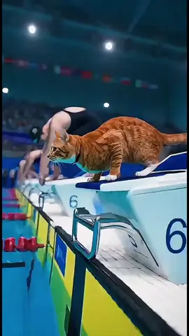 #จ่ายแพงไปทำไม #ทาสแมวของแทร่ #Viralcattiktoks #แมวที่เล่นกีต้าร์ได้นิดหน่อย #คลิปนี้ต้องฟีด  