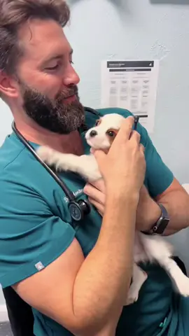 No words needed… ❤️#drtom #veterinarian #puppy #puppiesoftiktok #animalwhisperer 