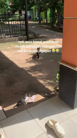 #bucin #cat #kucing #mujaer #imutlucu 