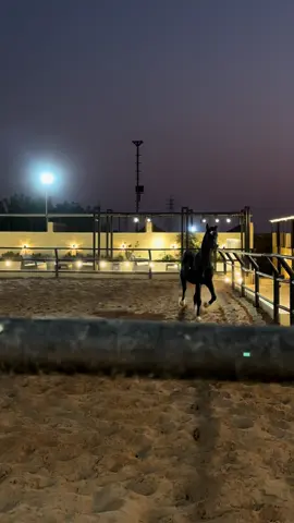 ماشاءالله تبارك الله الفحل جعفر  #ملوك_الخيل_دهمها #القصيم_بريده_عنيزه_الرس_البكيرية #خيل_وخياله🐎 #الخيل_العربي_الاصيل🐎 #اكسبلورexplore 