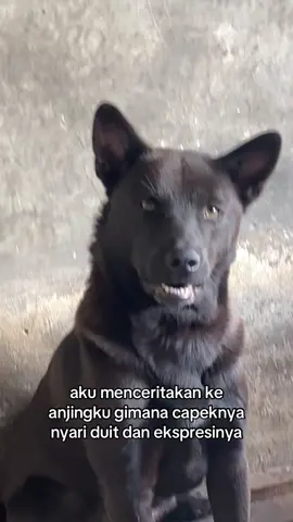 sampe ikut stres dia🤣🤣 #dog 