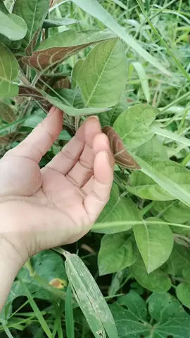 những bài thuốc nhân gian dễ kết hợp dễ tìm . lá mơ lông hỗ trợ trào ngược dạ dày HP rất hiệu quả anh chị cả nhà nên tham khảo. áp dụng  #bàithuốcnhângian 