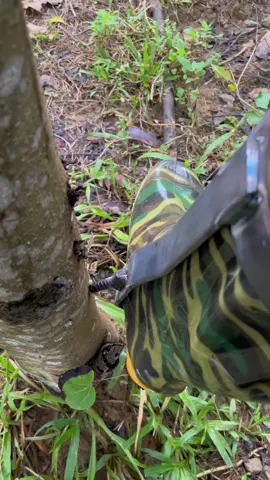 Guốc leo cây 1 đinh#dungculeocay #guoc1dinh 