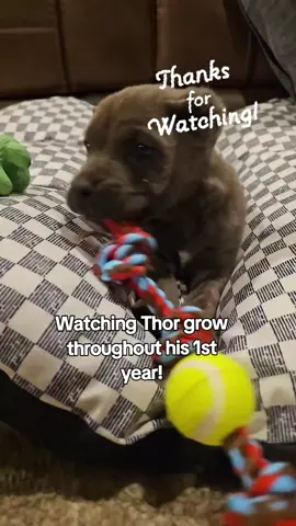 He is now 14 months  #canecorso  #teachthemyoung  ##heisperfecttome 