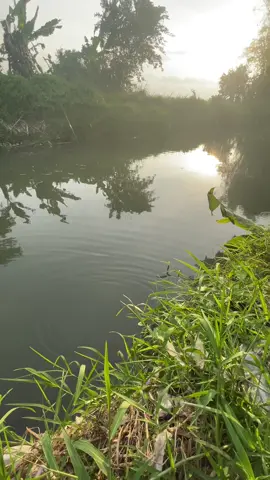 suarane kancaku nek seminggu mancing ratau oleh iwak😭🤪🤣#mancingmaniajogjakarta #tegekjogjastyel🎣 #baungsungai 