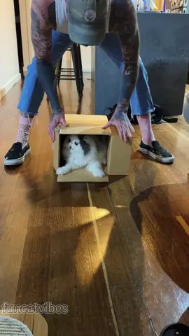 Cat in the box❤️❤️❤️#cat#catsoftiktok #catlover #funnycat#fyp