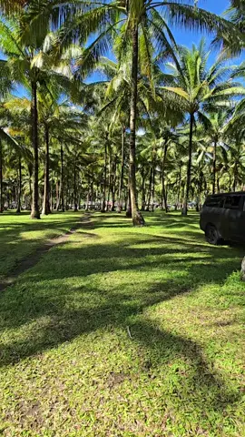 🌴✨ Lihat deh… barisan pohon kelapa ini kayak lukisan hidup, bikin adem mata! Ini suasana di sekitar Natsepa Hotel #AmbonManise #PantaiNatsepa #VibesAmbon #ambonpride🏝🔥 