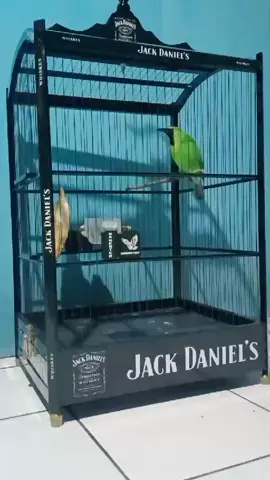 Selamat Pagi Kicau manusia alias Sahabat Jangkrik 😂 Masih Ready Cucak Hijau Ngeh Siap Gantang 😍😍 . #cucakijomania #muraibatuindonesia #fyp #cucakijoindonesia #cucakijoindonesia 