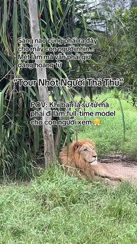 Sáng nào cũng phải ra đây cho mấy con người nhìn… Mệt lắm mà vẫn phải giữ dáng hoàng tử 🦁💅 #G#GreenCreatorV#VinwondersD#Dulichj#jz45uvrphuquoc  