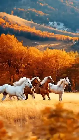 اخفي الهوى ومدامعي تخفيه #رنوشة💜 