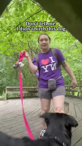 Don't tell me l didn't birth this dog😂#dog#funny#funnyanimals#funnypets#animals    